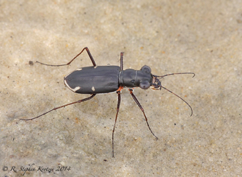 Habroscelimorpha severa